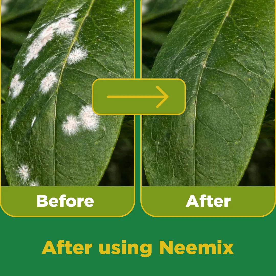 Neemix - Image 6