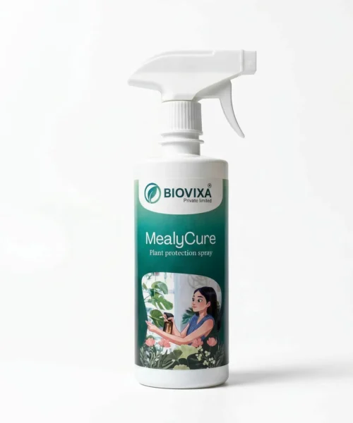 MEALY CURE
